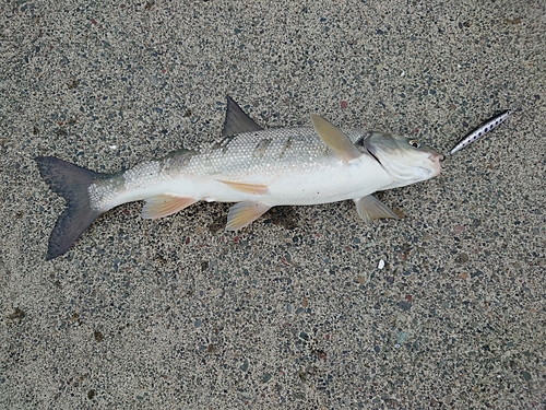 ウグイの釣果