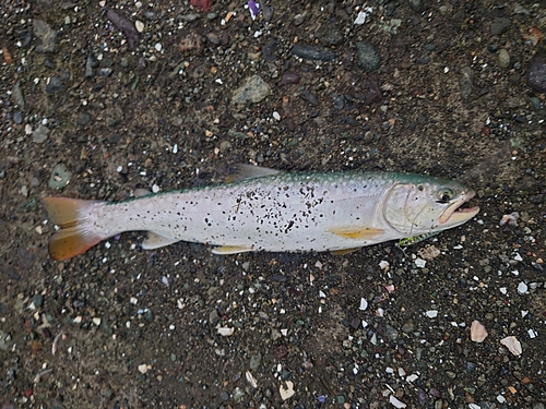 アメマスの釣果