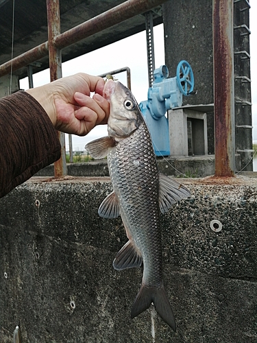 ニゴイの釣果