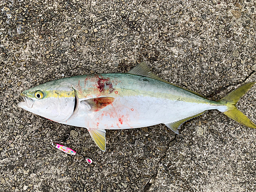 メジロの釣果