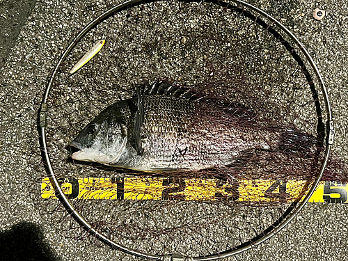 クロダイの釣果