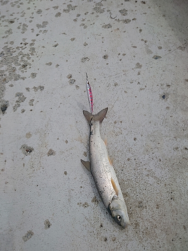 ウグイの釣果