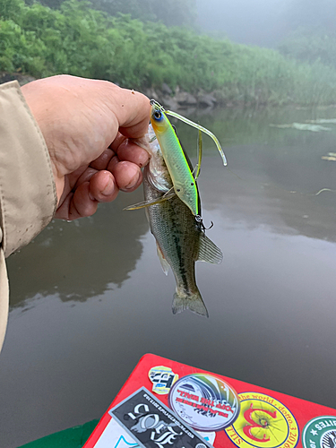 ラージマウスバスの釣果