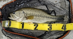 ブラックバスの釣果