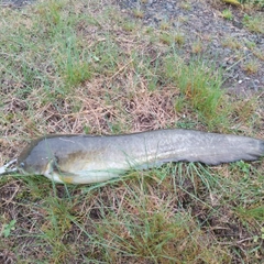 マナマズの釣果