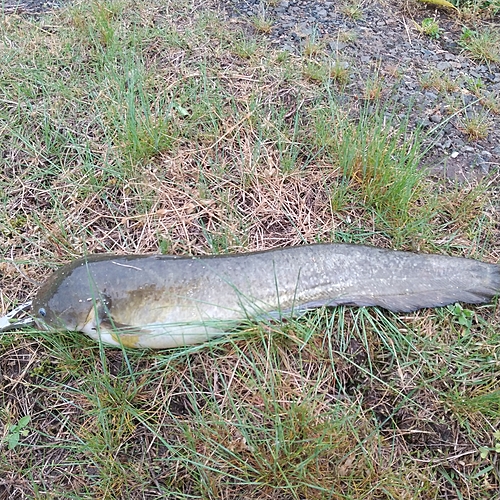 マナマズの釣果