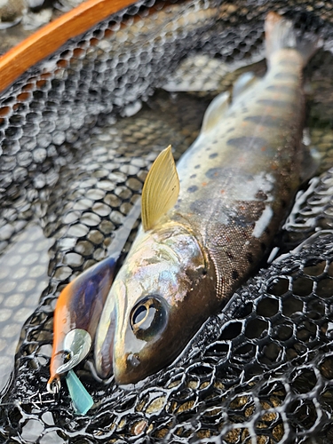 アマゴの釣果