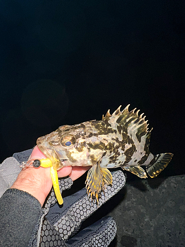 ベッコウゾイの釣果