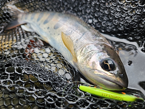 アマゴの釣果