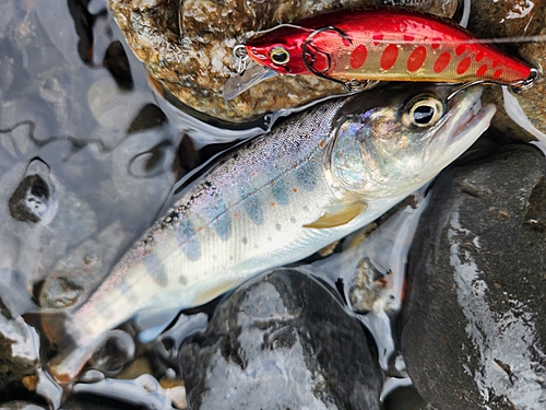 アマゴの釣果