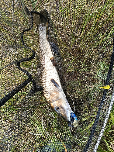 ニゴイの釣果