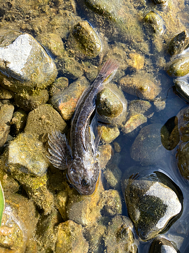 カジカの釣果