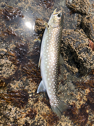 アメマスの釣果