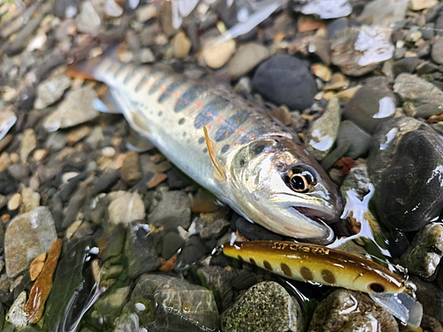 アマゴの釣果