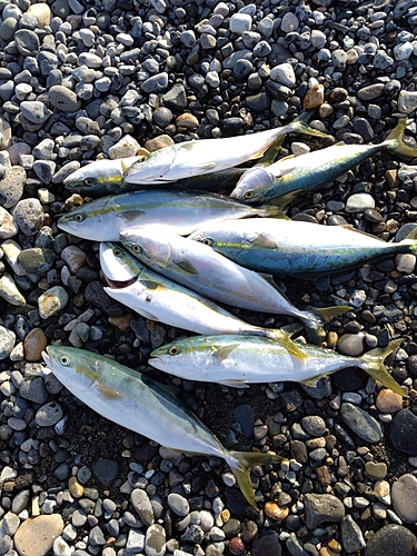 イナダの釣果