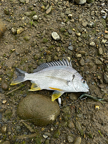 キチヌの釣果