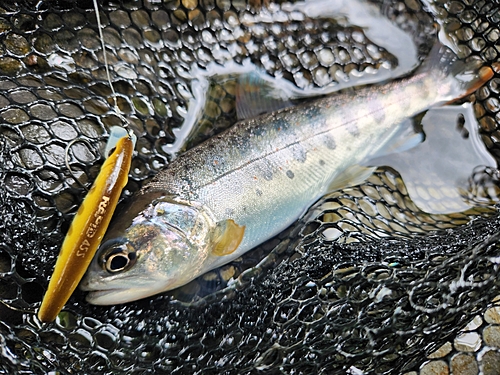 アマゴの釣果