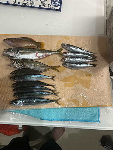 アジの釣果