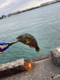 キュウセンの釣果