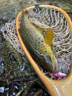 ブラウントラウトの釣果
