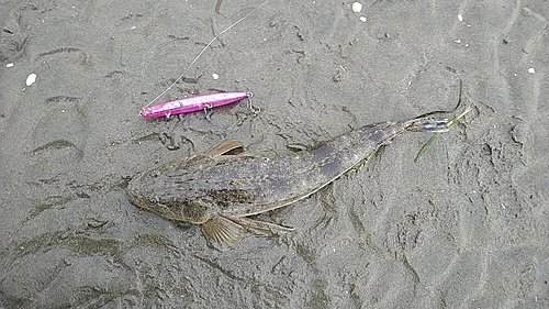 マゴチの釣果