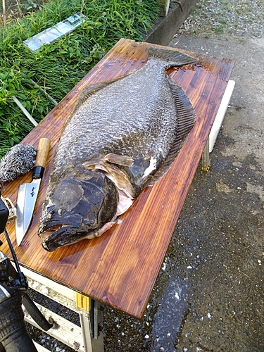 ヒラメの釣果