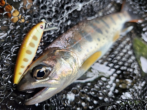 アマゴの釣果