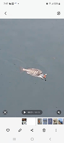 クロダイの釣果