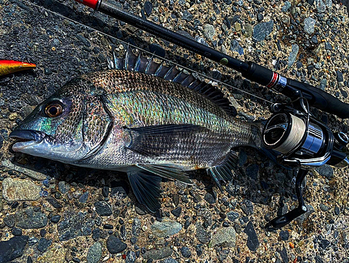 チヌの釣果