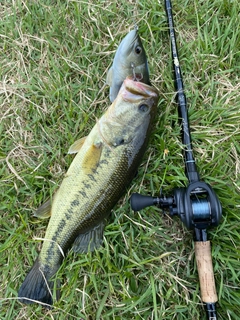 ブラックバスの釣果