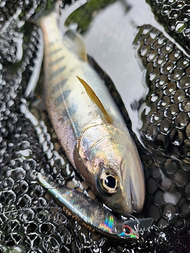 アマゴの釣果