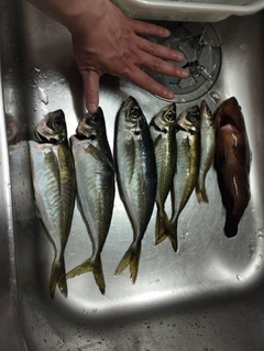 アジの釣果