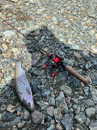 レインボートラウトの釣果