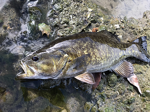 スモールマウスバスの釣果