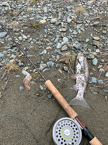 レインボートラウトの釣果