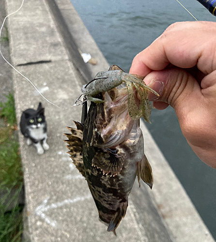 タケノコメバルの釣果