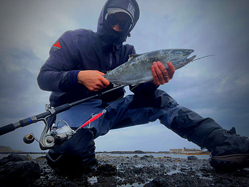 サクラマスの釣果