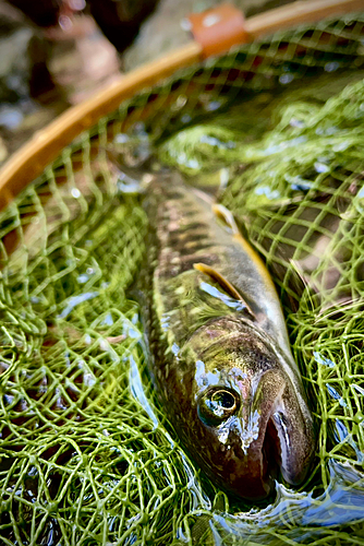 イワナの釣果