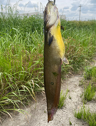 ナマズの釣果