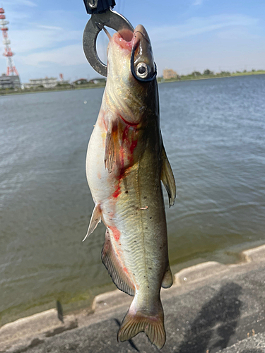 アメリカナマズの釣果