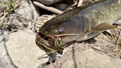 ナマズの釣果