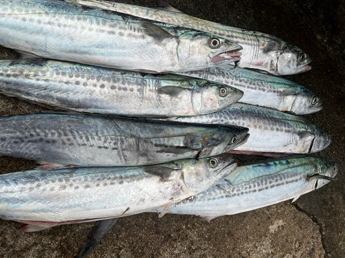 サゴシの釣果