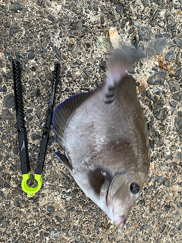 ニザダイの釣果