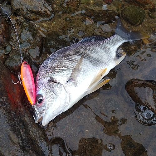 キチヌの釣果