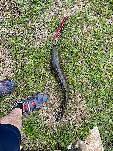 ライギョの釣果