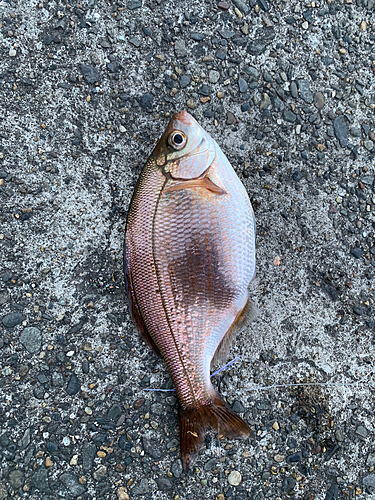 ウミタナゴの釣果