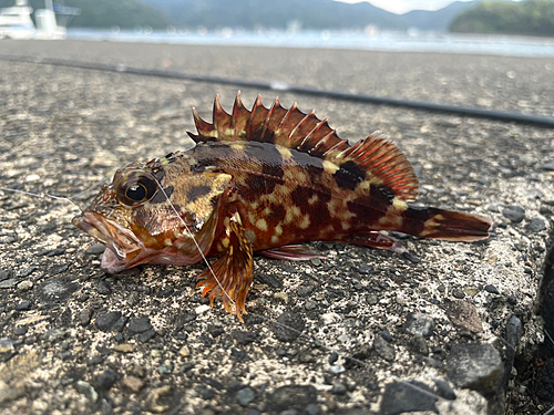 カサゴの釣果