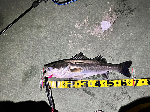 スズキの釣果