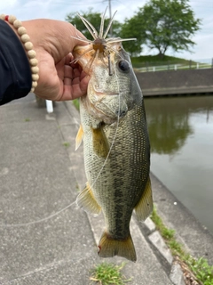 ブラックバスの釣果