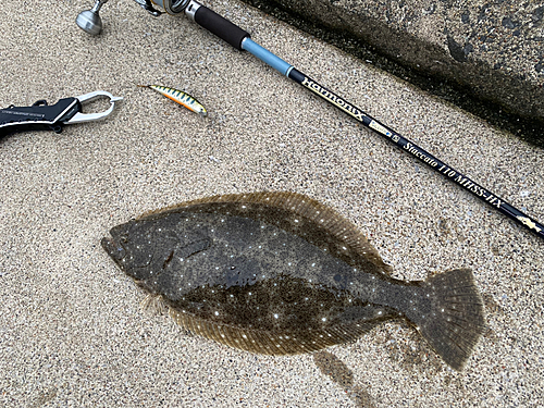 ヒラメの釣果